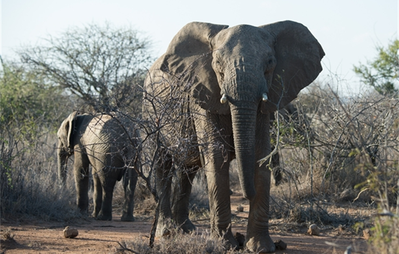 Julie Larsen Maher_6234_African Elephants_KEN_03 08 14